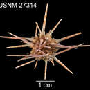 Image of Hawaiian sea urchin