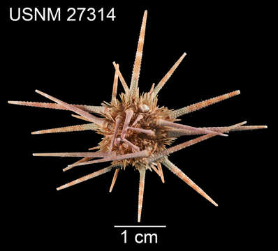 Image of Hawaiian sea urchin