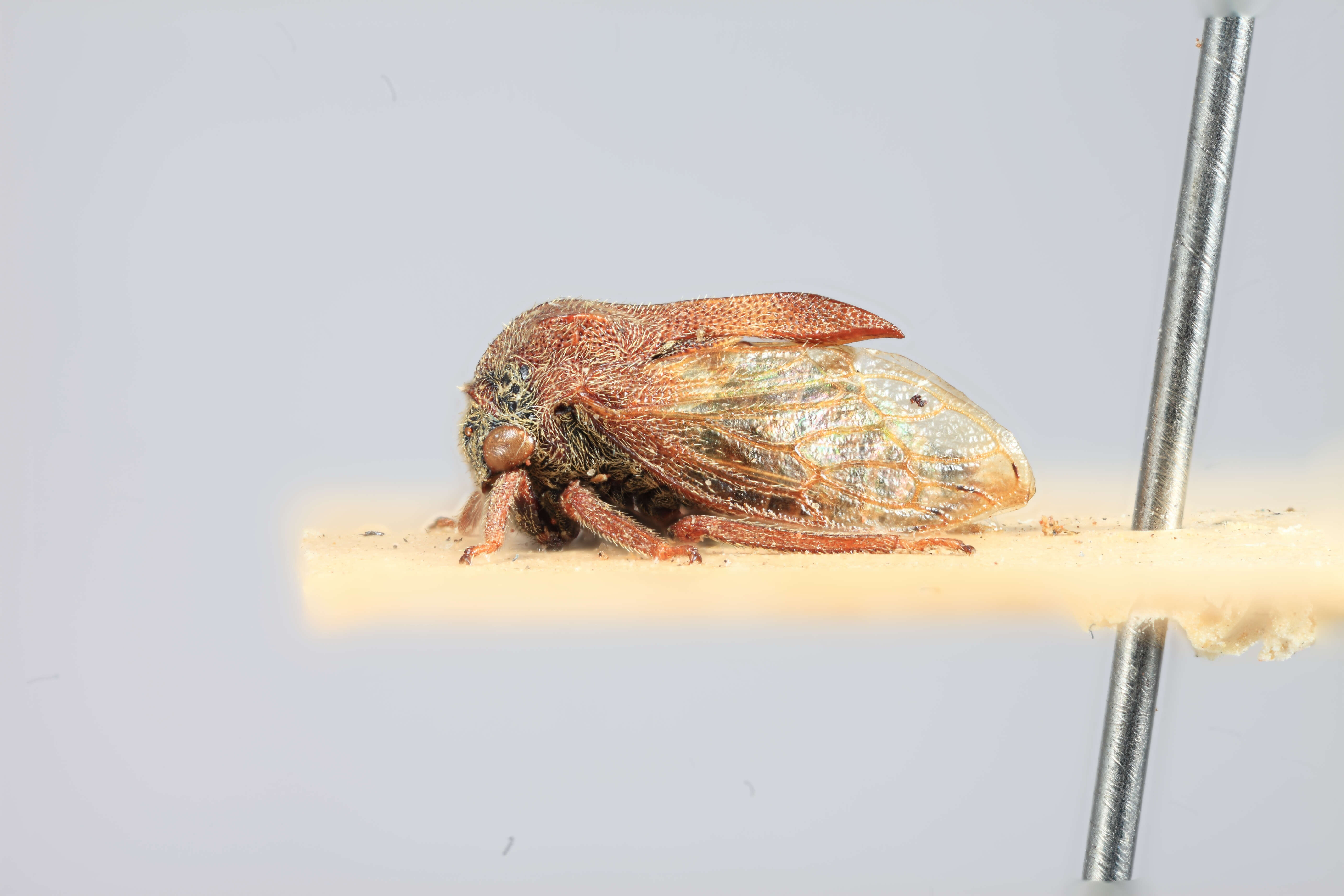 Image of Machaerotypus Uhler 1896