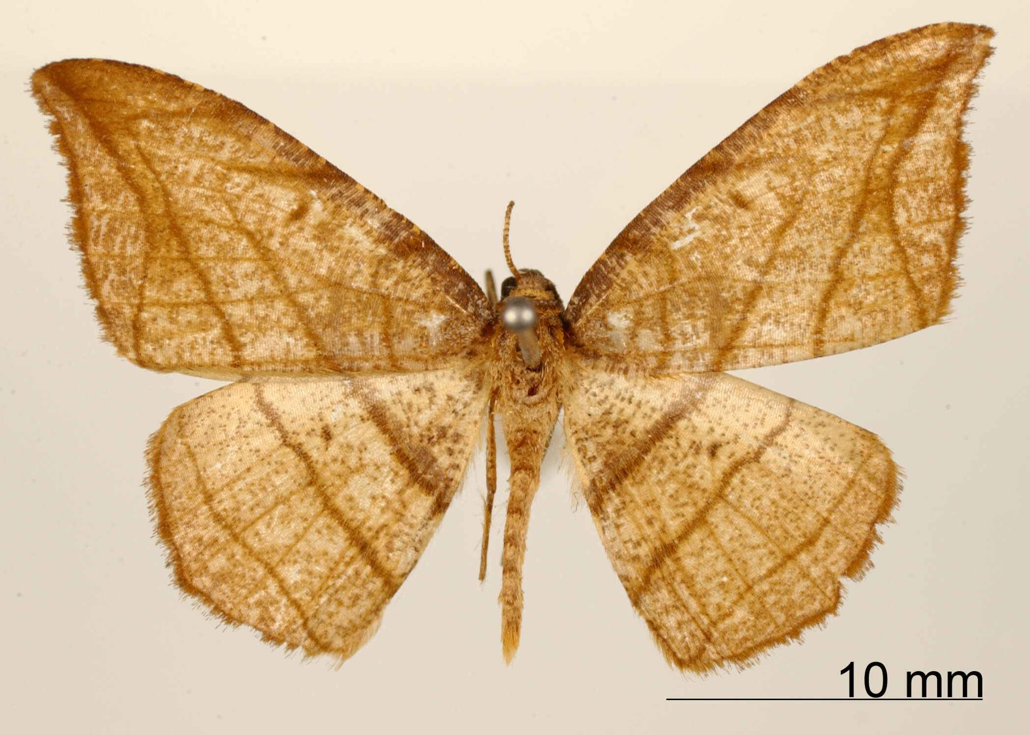 Image of Semiothisa Hübner 1818