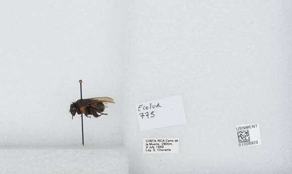 Image of Bombus ephippiatus Say 1837