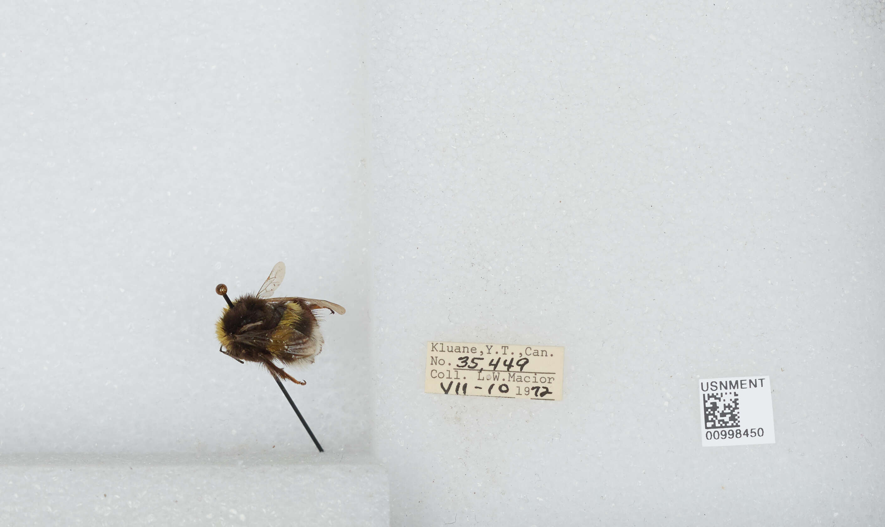 Image of White-tailed bumblebee