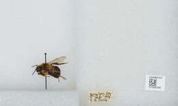 Image of Common Eastern Bumblebee