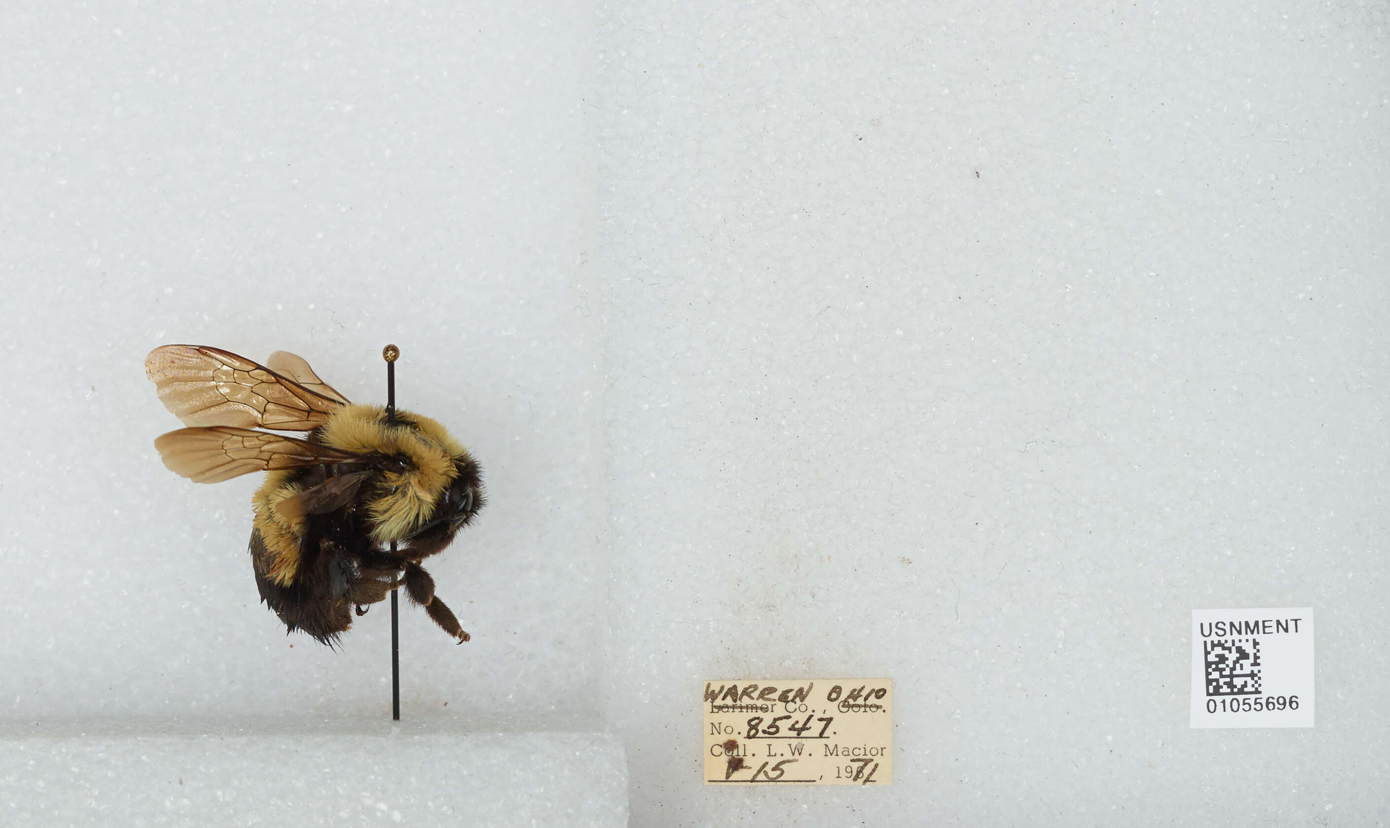 Слика од Bombus affinis Cresson 1864