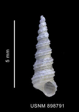 Image of Turritellopsis gratissima Thiele 1912