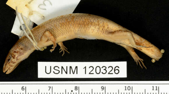 Image of Deignan Tree Skink