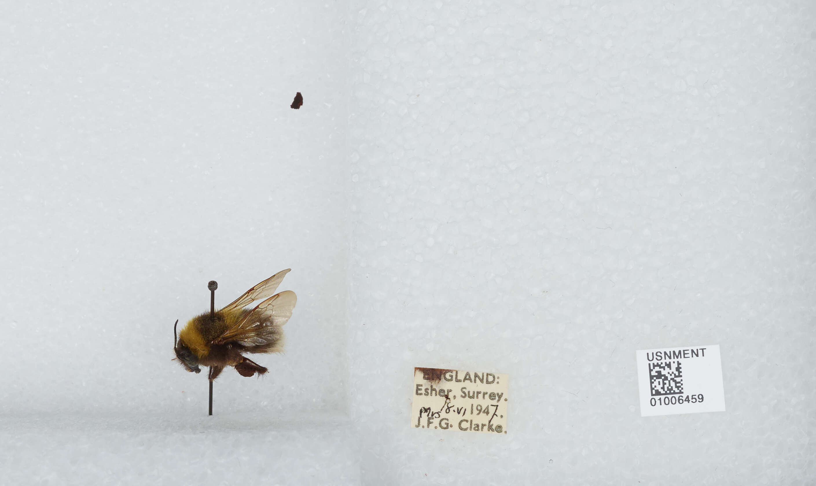 Plancia ëd Bombus hortorum (Linnaeus 1761)