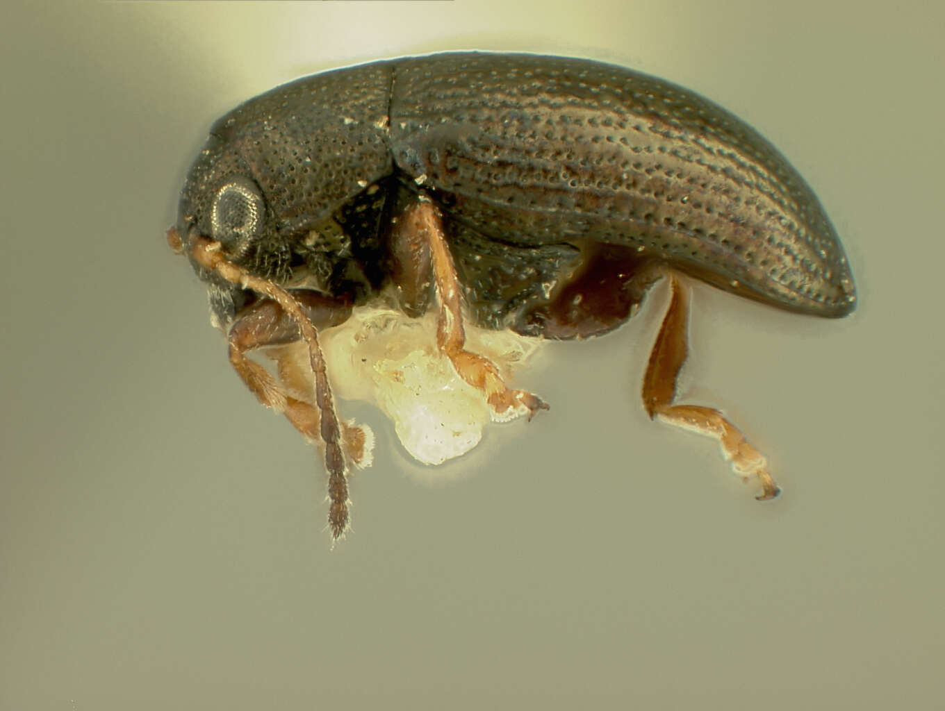 Image of Chaetocnema difficilis R. White 1996
