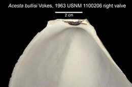 Image of Acesta bullisi (H. E. Vokes 1963)