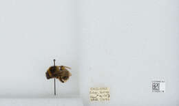 Plancia ëd Bombus hortorum (Linnaeus 1761)