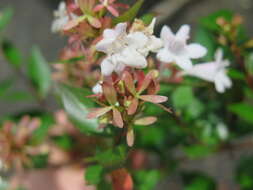 Image of Abelia × grandiflora (Rovelli ex André) Rehder