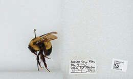 Слика од Bombus affinis Cresson 1864