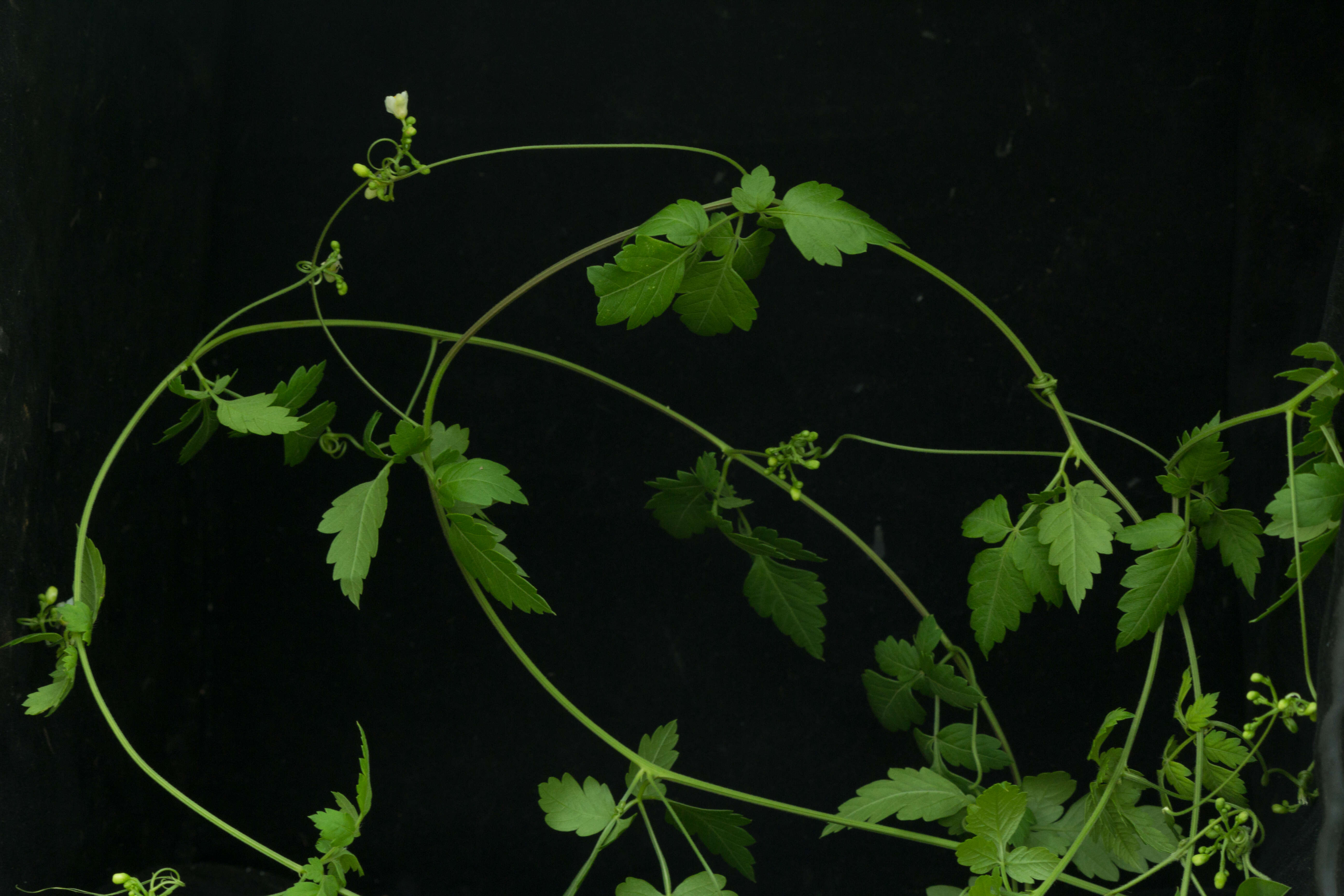 Image of balloon vine