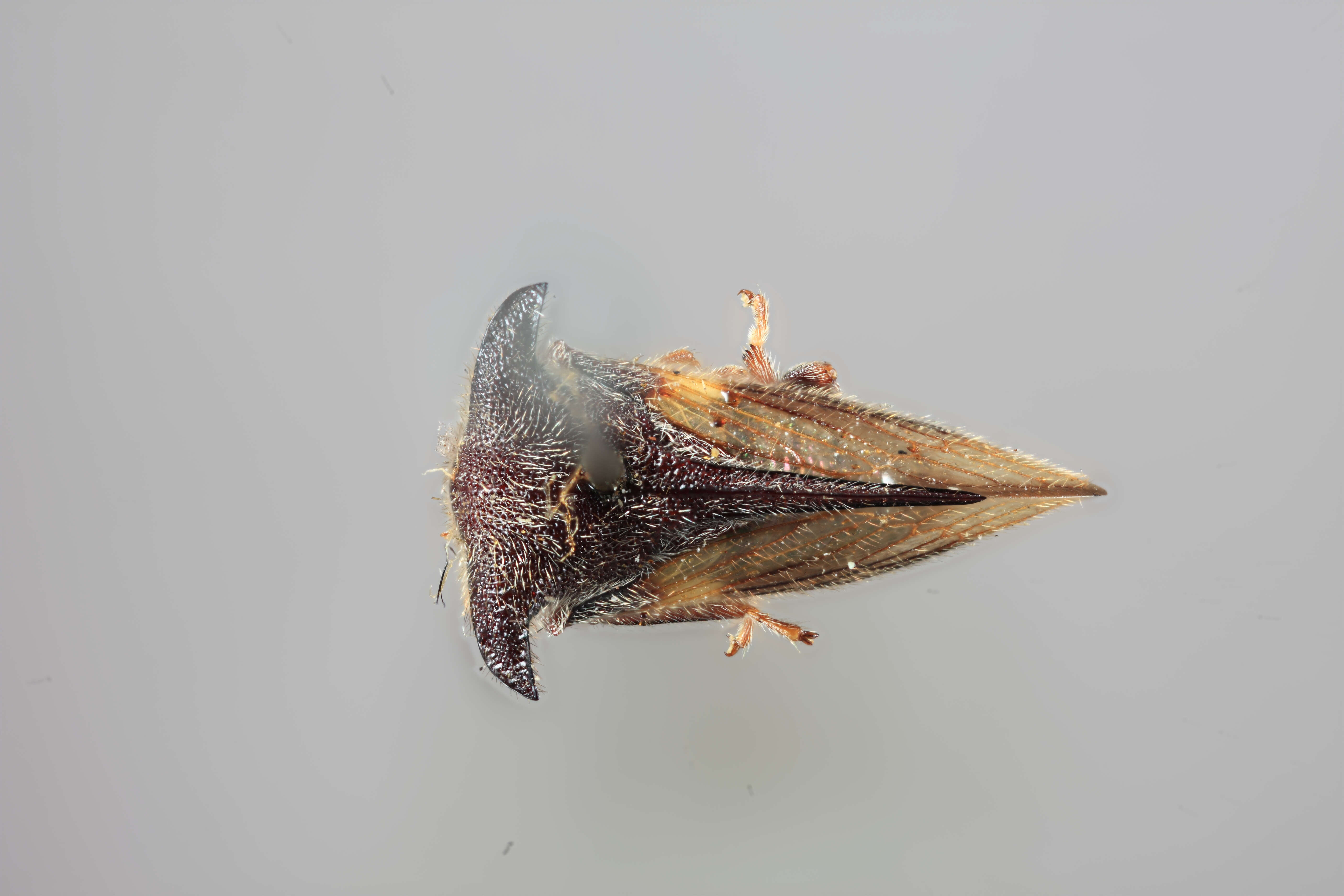 Image of Tricentrus pilinervosus Funkhouser