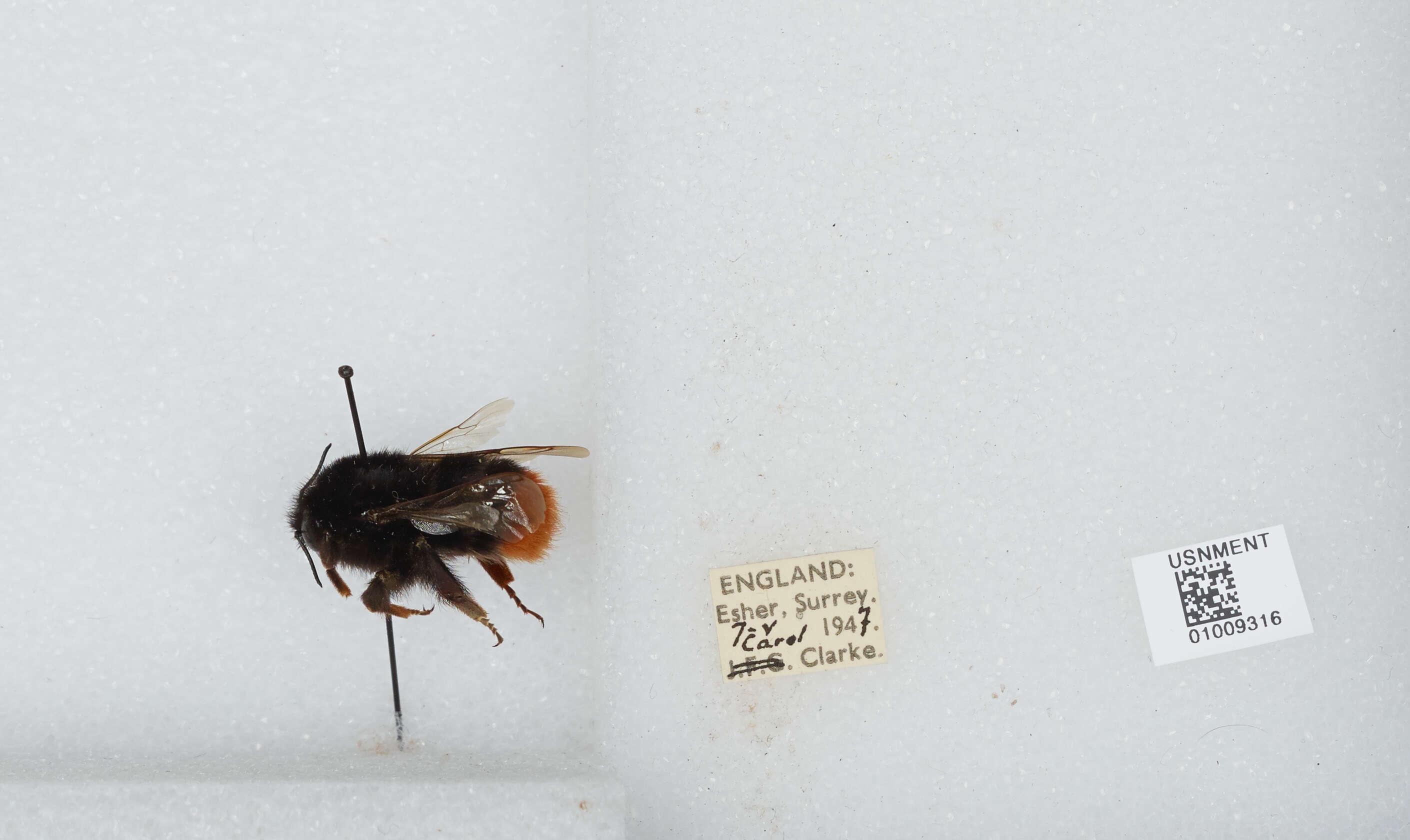 Image of Red tailed bumblebee