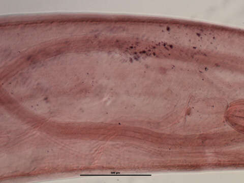 صورة Leptorhynchoides thecatus (Linton 1891)