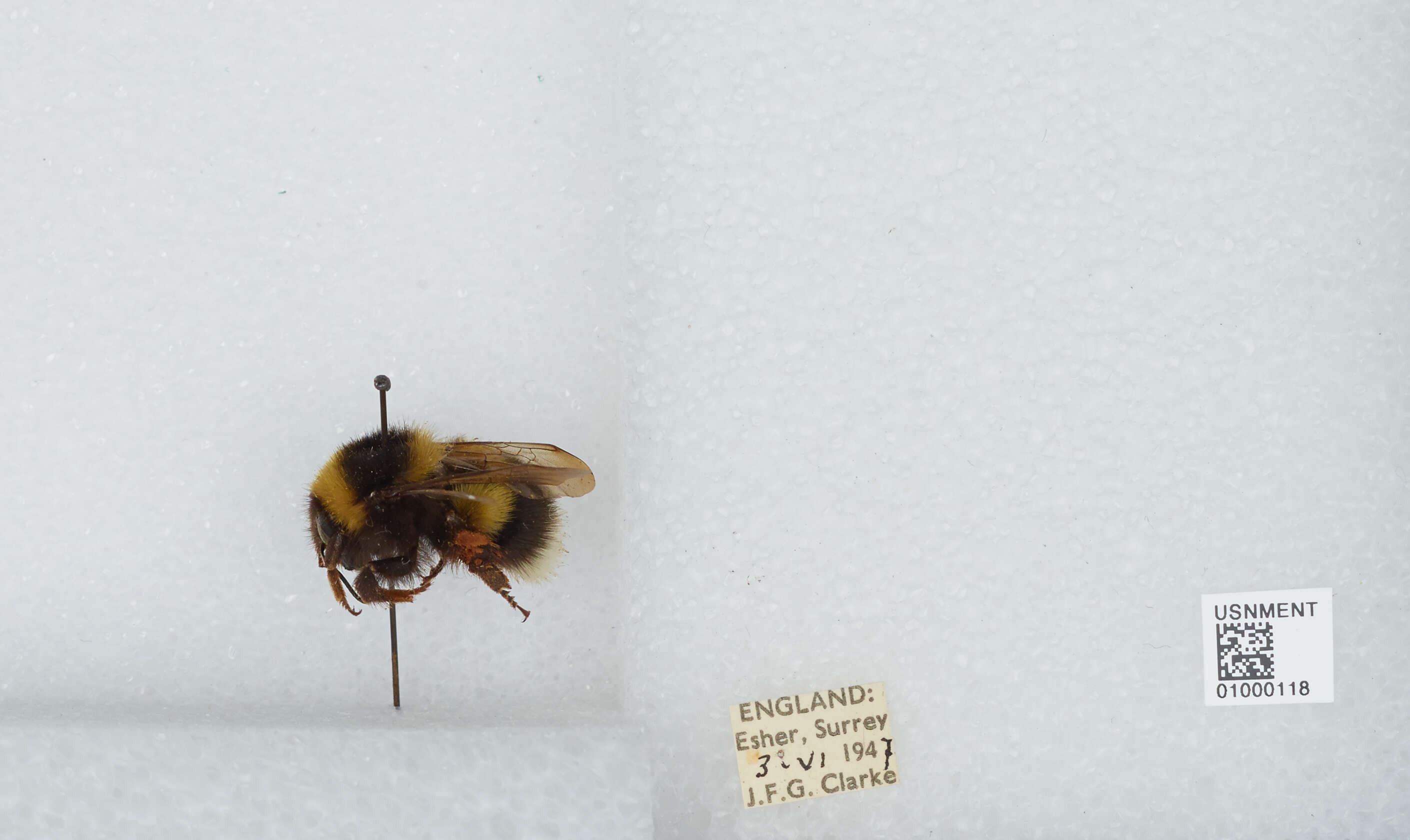 Plancia ëd Bombus hortorum (Linnaeus 1761)