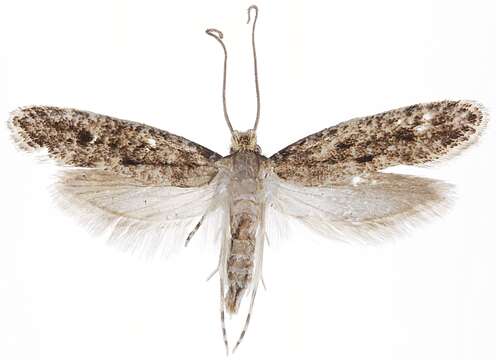 Image de Niditinea orleansella (Chambers 1873)