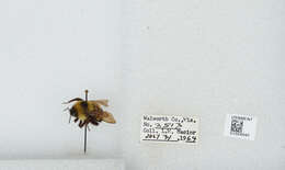 Слика од Bombus affinis Cresson 1864