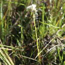 Image of Polygala balduinii Nutt.