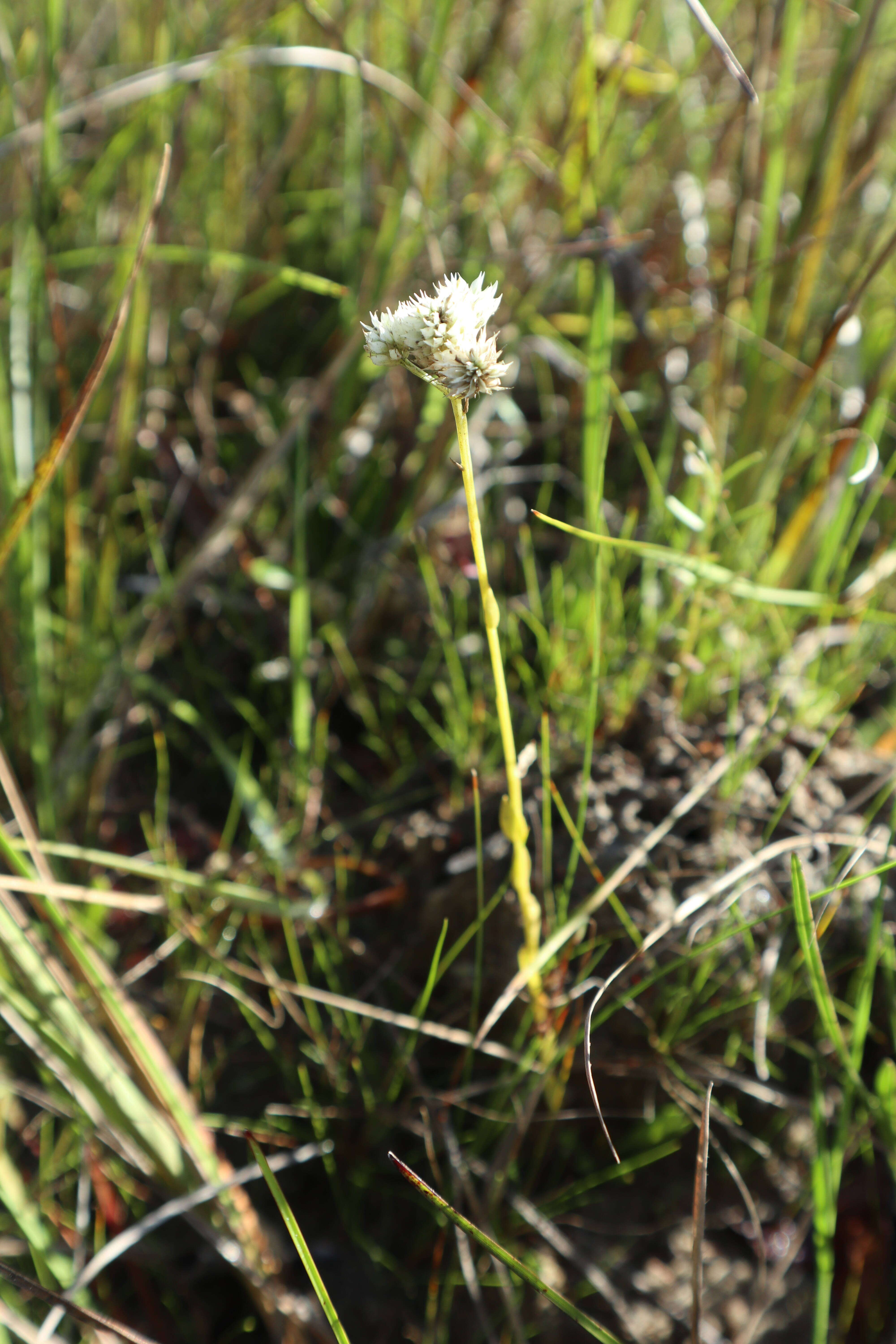 Image of Polygala balduinii Nutt.