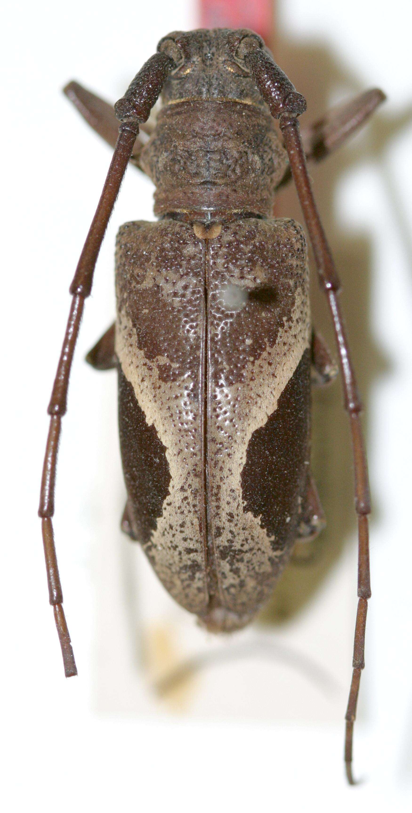 Image of Paraleprodera vicina Breuning 1940