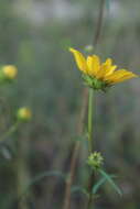 Image of swamp sunflower