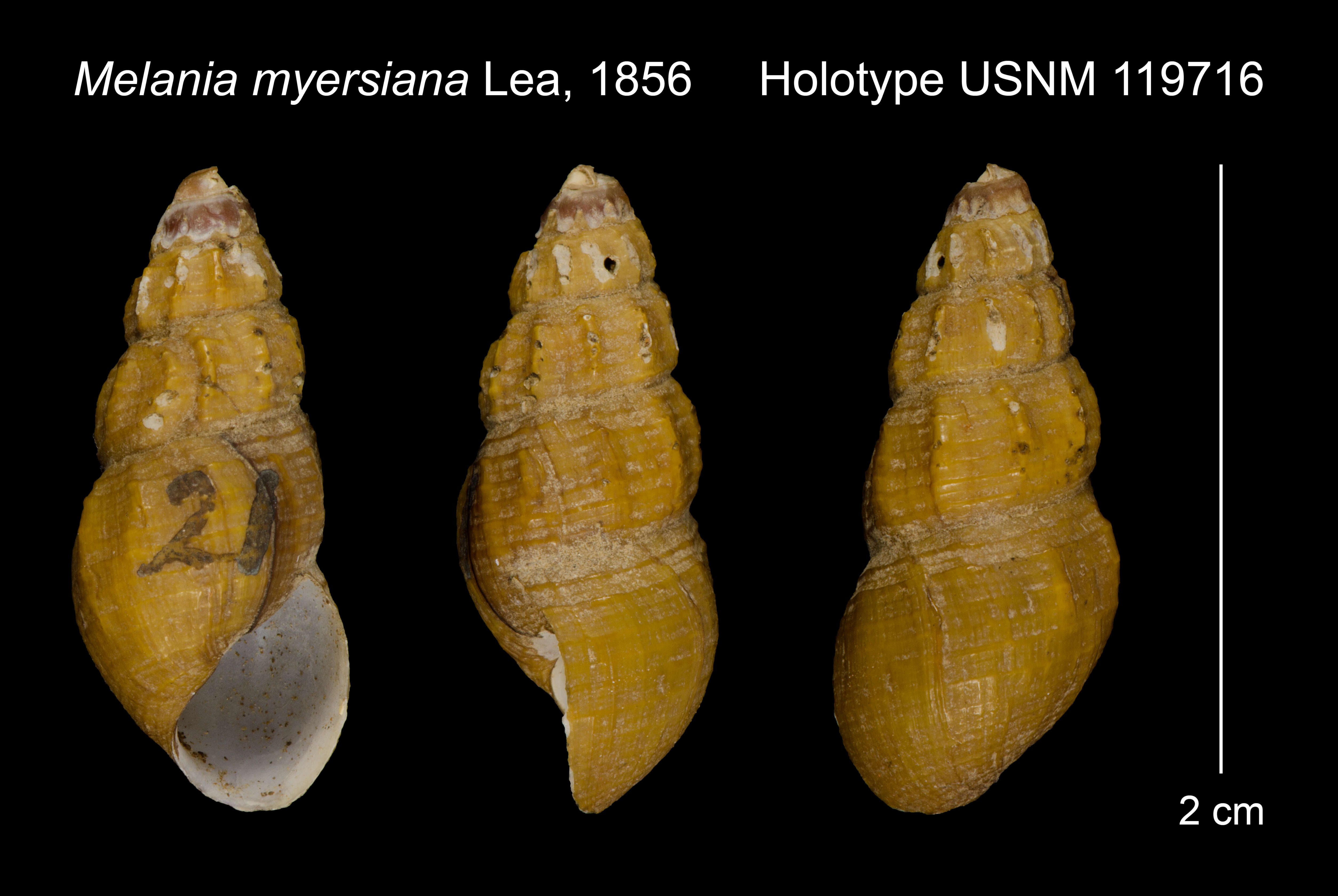 Image of <i>Melania myersiana</i> I. Lea 1856