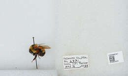 Слика од Bombus affinis Cresson 1864