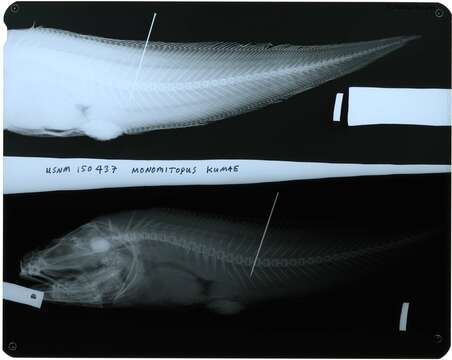 Image of Monomitopus kumae Jordan & Hubbs 1925