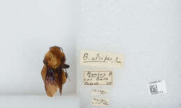 Image of Bombus atripes Smith 1852