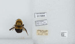 Image of Common Eastern Bumblebee