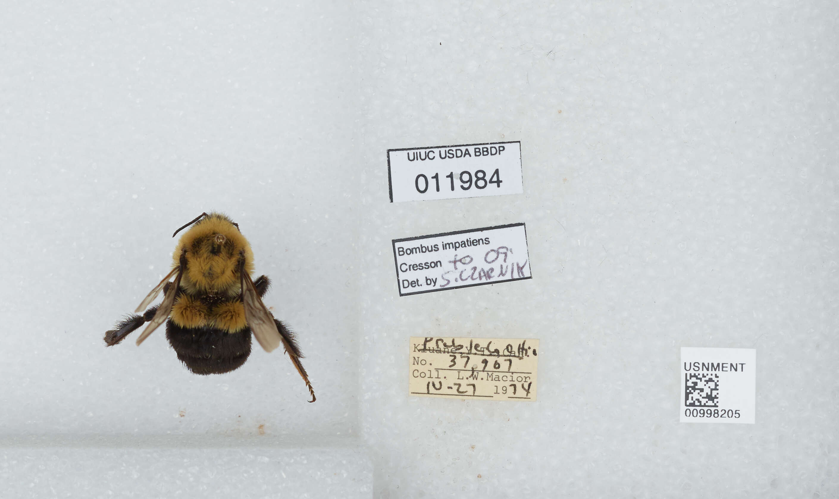 Image of Common Eastern Bumblebee