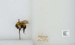 Image of Bombus vagans vagans Smith 1854