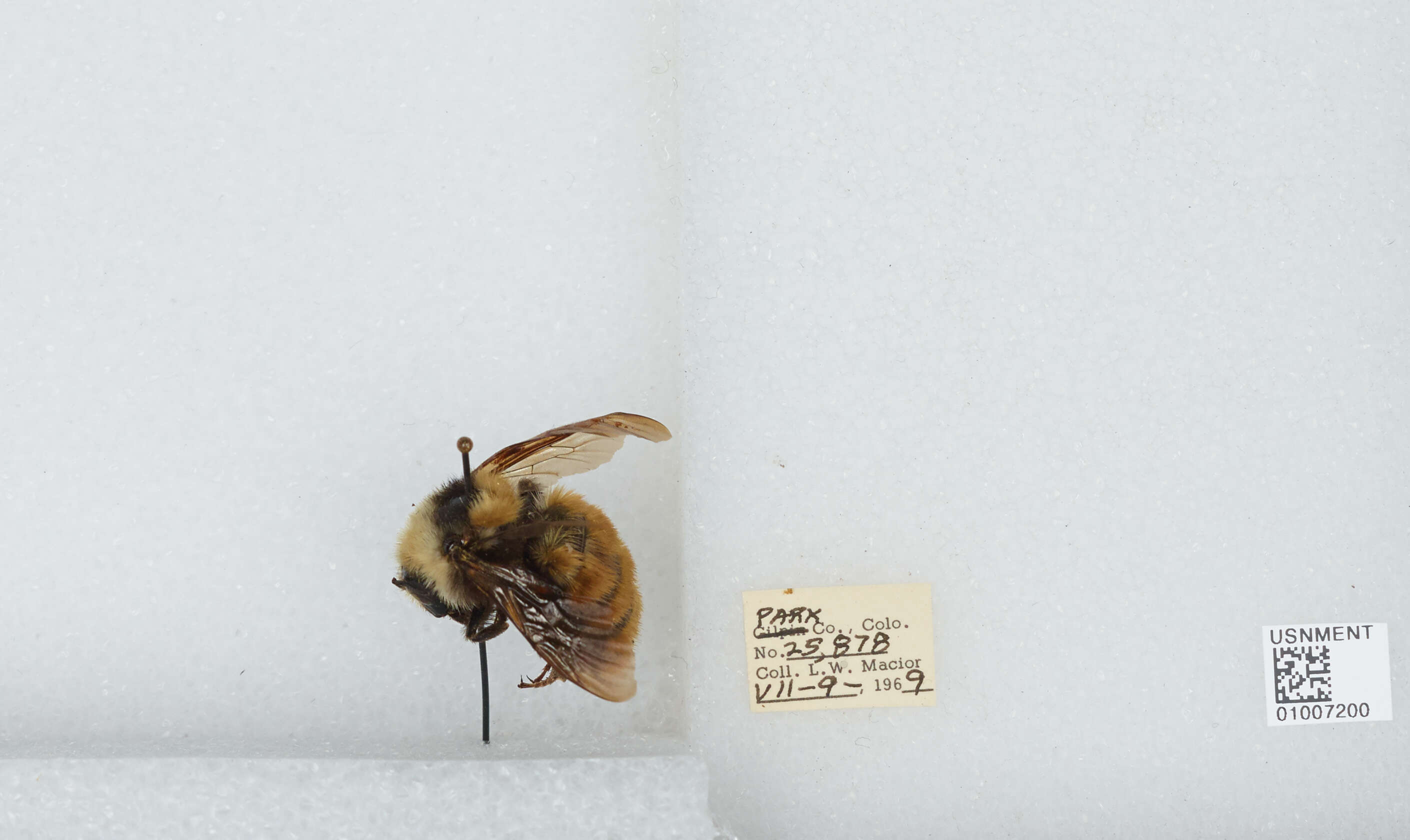 Слика од Bombus appositus Cresson 1879