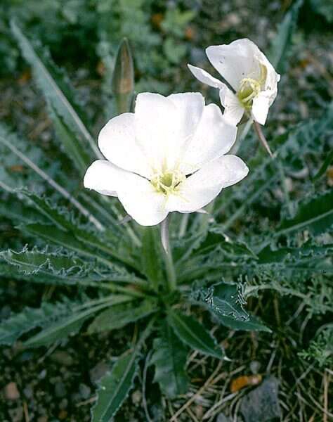 Imagem de Oenothera cespitosa subsp. marginata (Nutt. ex Hook. & Arn.) Munz