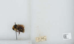 Image de Bombus sylvicola Kirby 1837