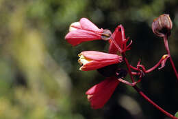 Image of Bomarea edulis (Tussac) Herb.