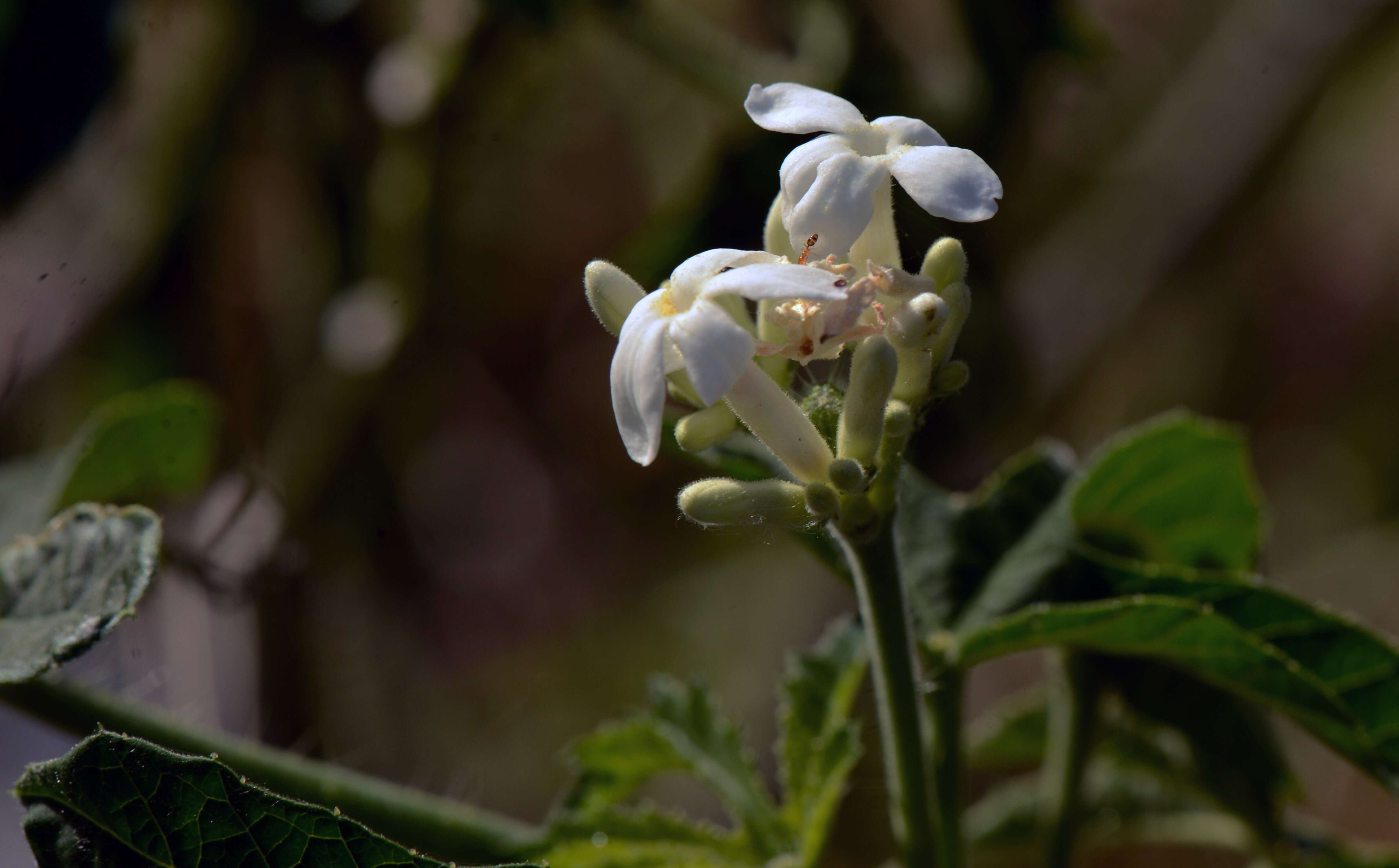 Image of Jatropha L.