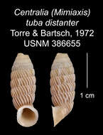 Imagem de Centralia tuba distanter C. Torre & Bartsch 1972