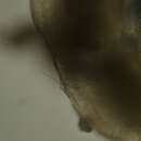 Imagem de Pharyngocirrus alanhongi (Bailey-Brock, Dreyer & Brock 2003)
