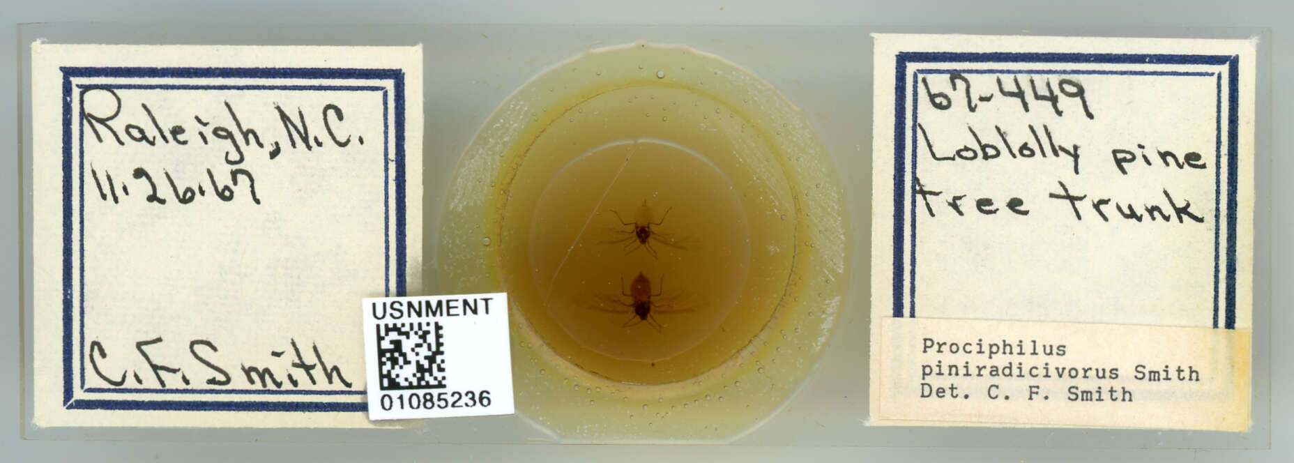 Image of Prociphilus (Prociphilus) piniradicivorus Smith & C. F. 1969