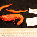 Imagem de Eunephrops Smith 1885