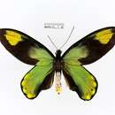 Ornithoptera victoriae (Gray 1856) resmi