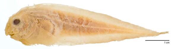 Image of Deep-body snailfish