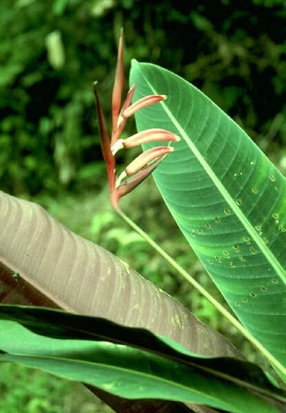 Image of Shining False-Bird-of-Paradise