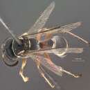 Image of Ammatomus xerophilus Krombein 1985