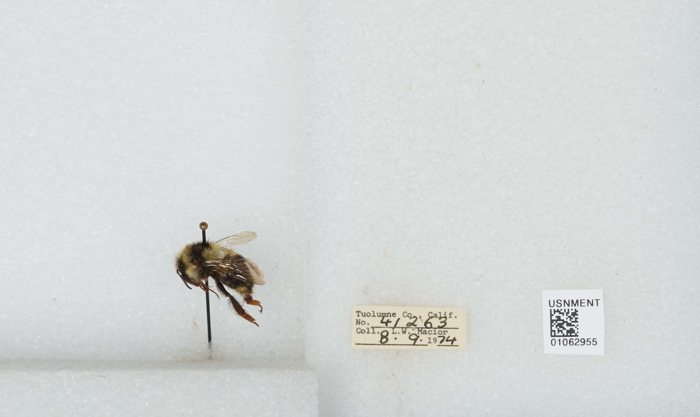 Image of Two Form Bumble Bee