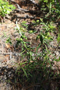 Sivun Euphorbia floridana Chapm. kuva