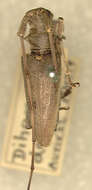 Image of Acalolepta dentifera (Aurivillius 1927)